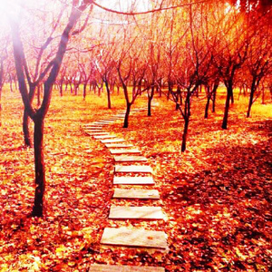 色老头网站久久网
